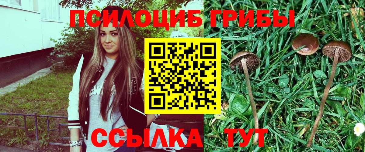 Галлюциногенные грибы Psilocybine cubensis  закладки  Баксан  Вход с VPN 